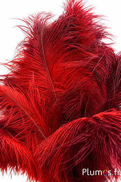 Struisvogel - 30-40 cm - rood-bordeaux